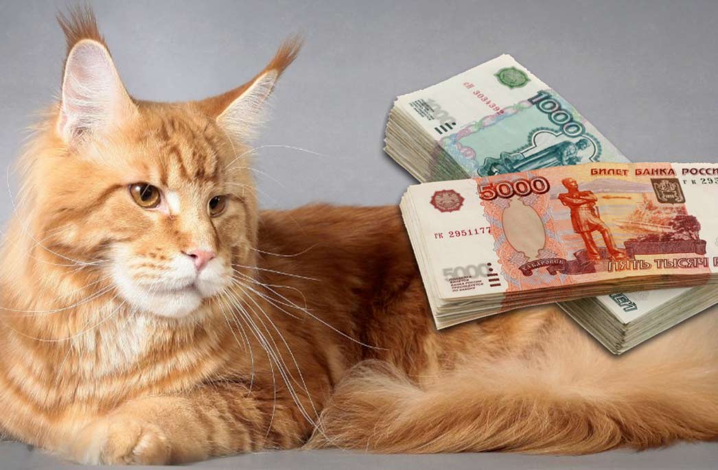 Сколько можно заработать на разведении породистых кошек в России