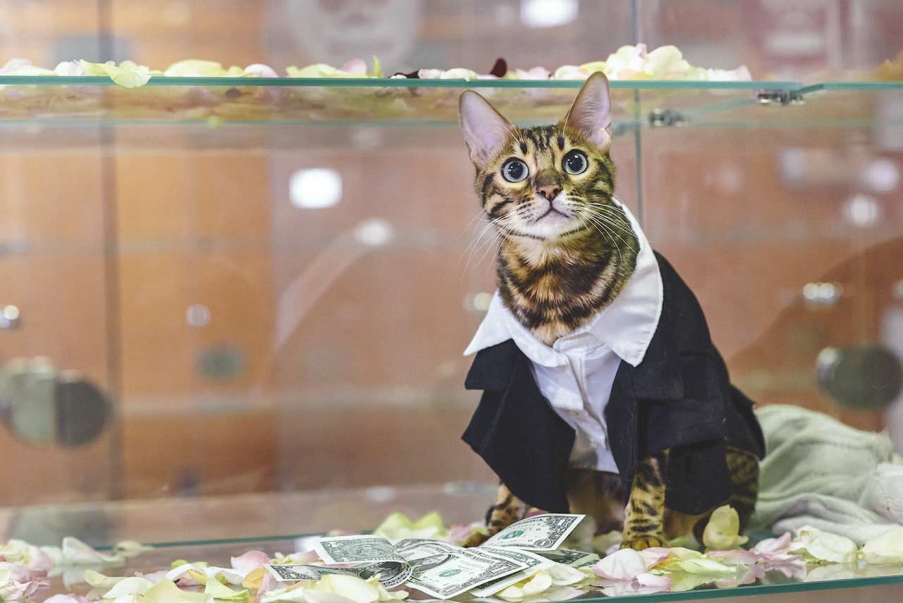 Обычная москвичка создала самую большую в мире сеть отелей для кошек. Без кредитов, без взяток, без «лапы». Боялась, но смогла