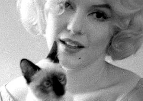 Мэрилин Монро с кошками