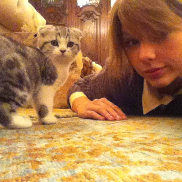Тейлор Свифт и её кошки
