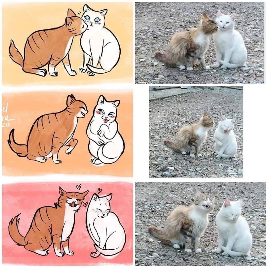 смешные видео кошки Лямур тужур фото