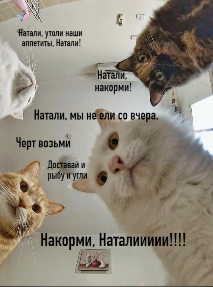 смешные видео кошки Накорми нас, Натали!!! фото