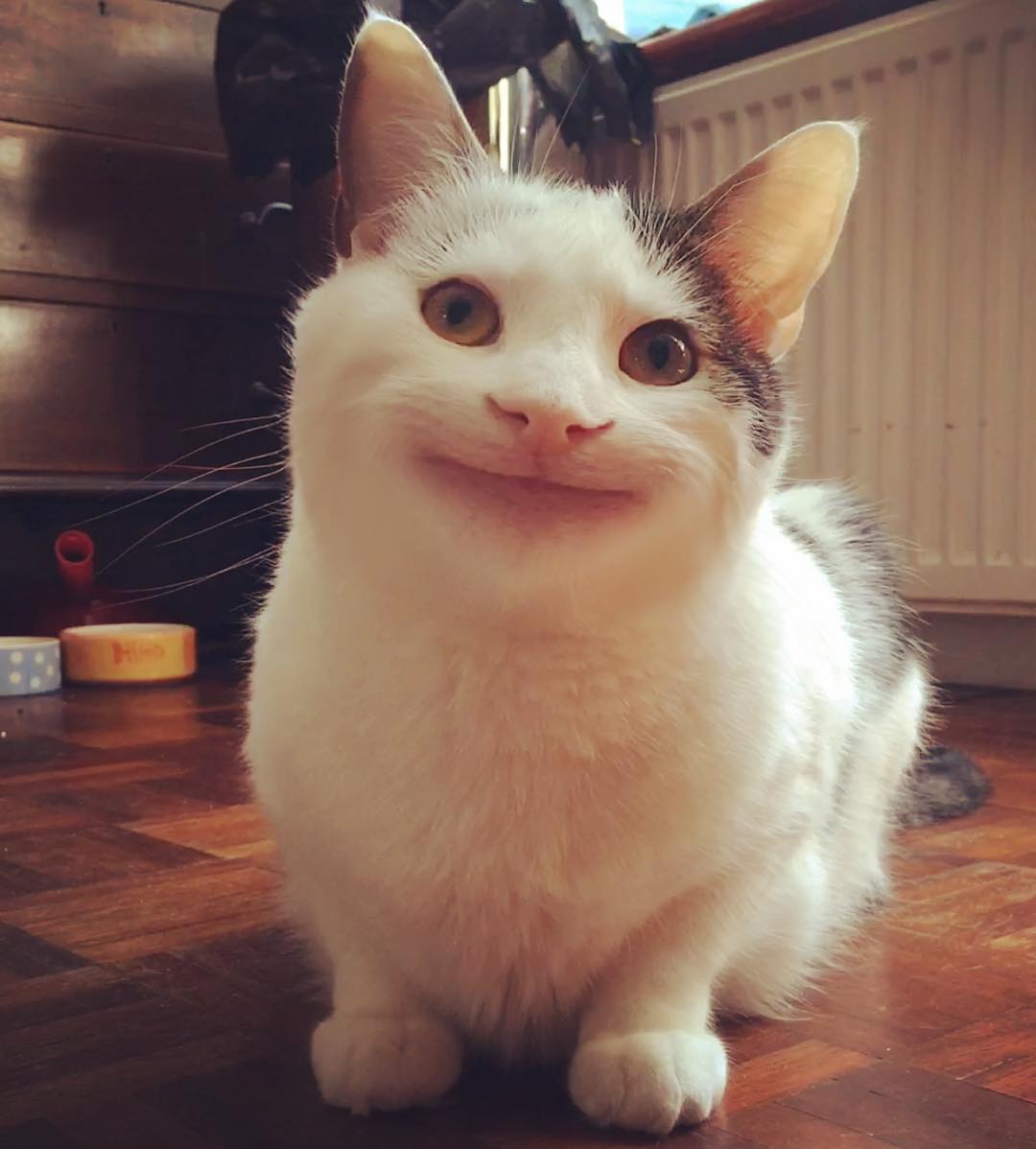 Мемы про котов няшечка фото