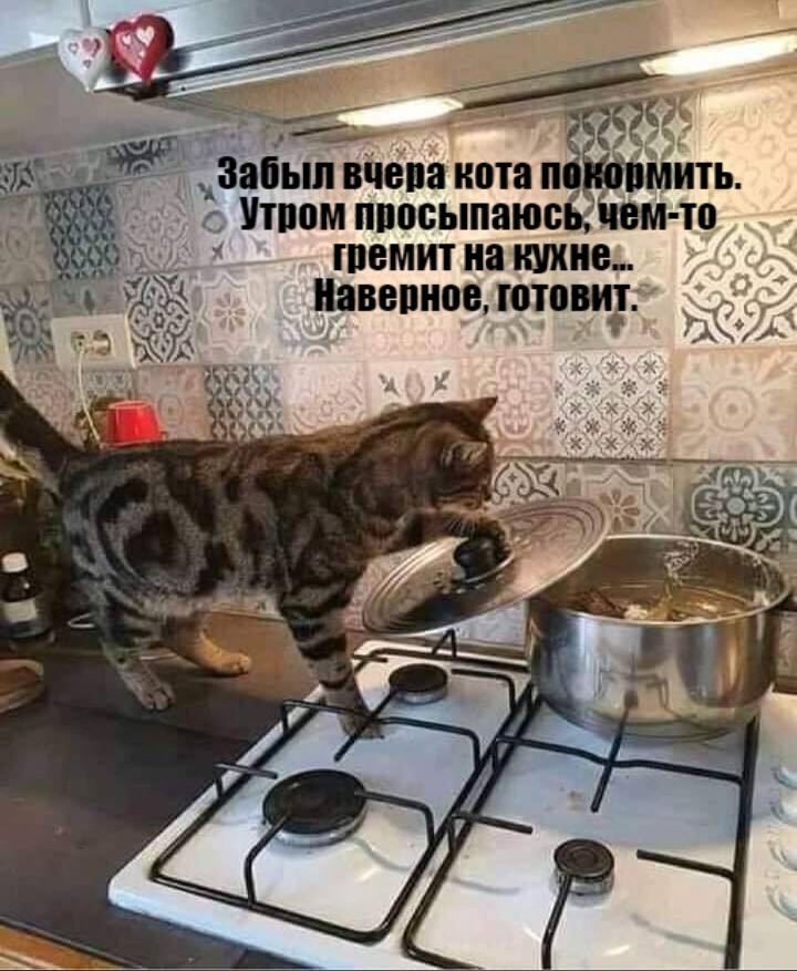 смешные видео кошки Кот-повар фото