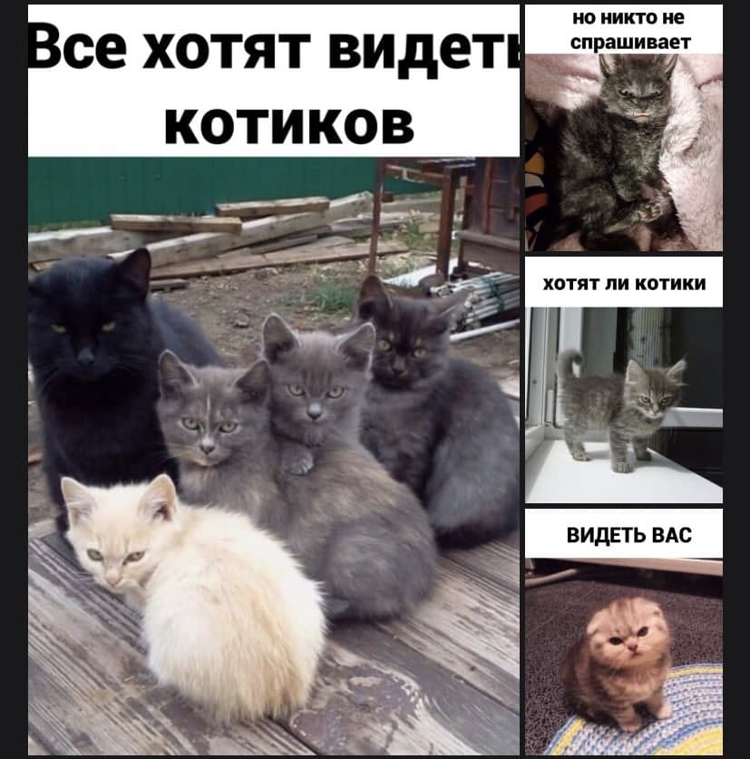 Мемы про котов Кошачья психология фото