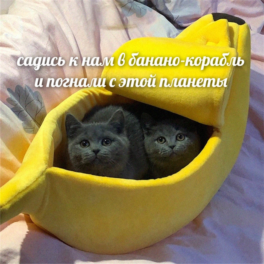смешные видео кошки Садись к нам в банано-корабль фото
