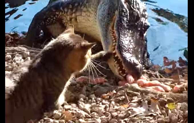 Кот против крокодила (ВИДЕО)