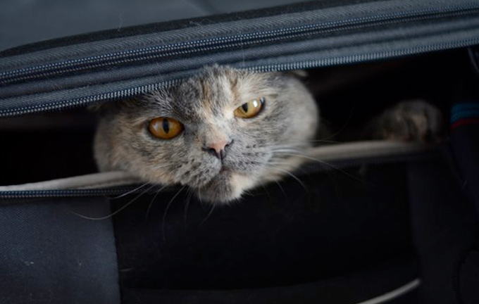 Кошки, которые любят путешествовать больше, чем вы