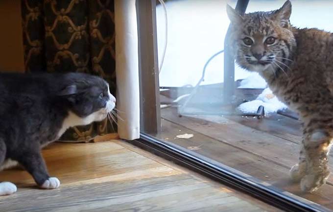 Рысь не понимает, почему домашняя кошка так агрессивна (видео)