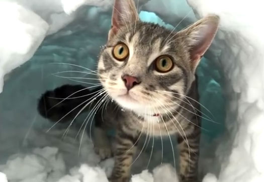 Кот вырыл себе нору в снегу и сидит в ней