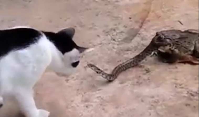 Недоеденная жабой змея атакует кошку