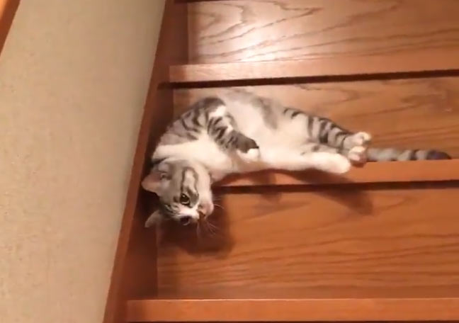 Ленивая кошка сползает по лестнице с помощью гравитации