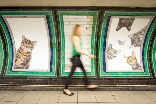 В Британии появилась необычная реклама в метро, на которой одни только кошки