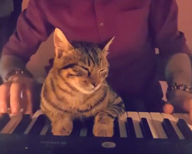 Кот из Турции покорил пользователей Instagram любовью к музыке