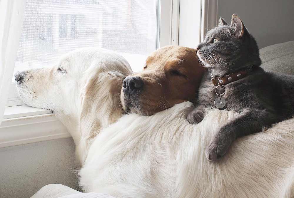 Две собаки и кот — три лучших друга, которые всё делают вместе