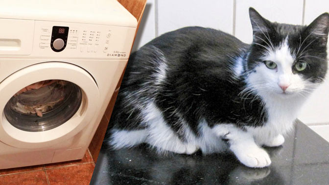 В Норвегии кот провел 40 минут в работающей стиральной машине и выжил
