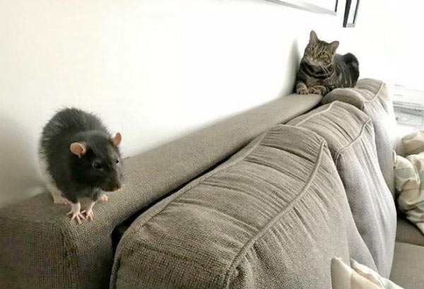 Кошка Галакси и крыса Берни живут в одном доме