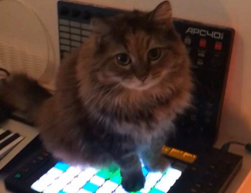 Кошка-композитор лучше всех сочиняет электронную музыку