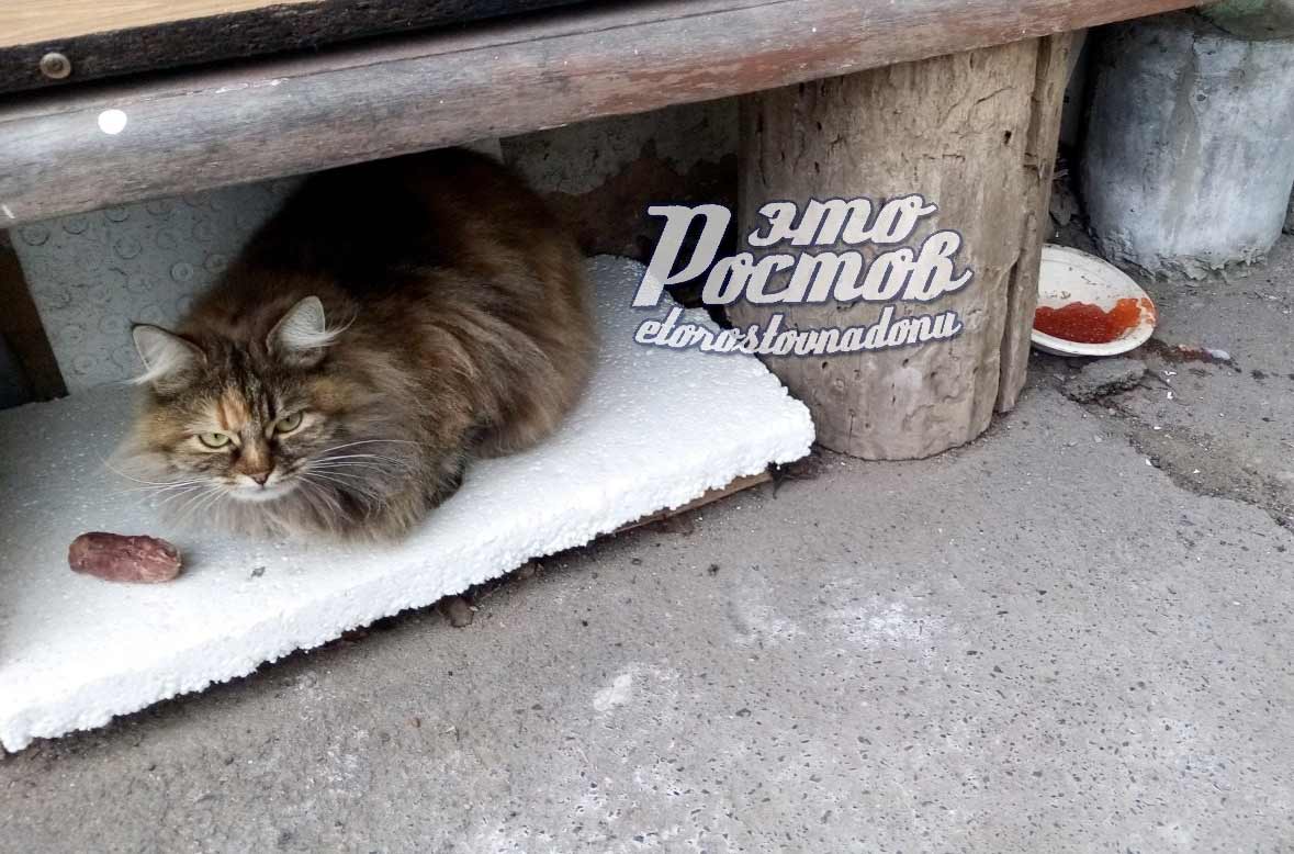 Отказывающийся от красной икры бездомный кот рассмешил ростовчан
