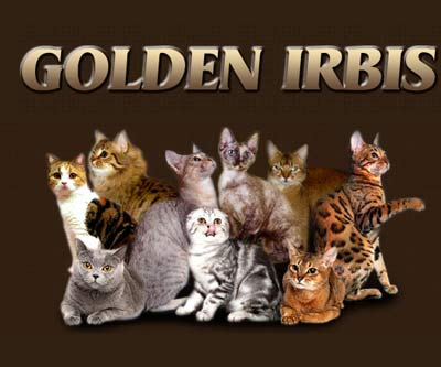 питомник кошек москва Клуб любителей кошек Golden Irbis фото