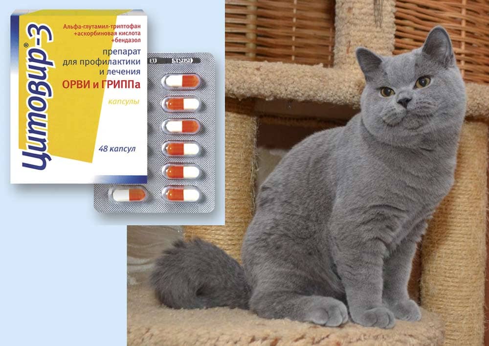 вопросы про кошек Что делать кот съел таблетку для детей Цитовир? фото