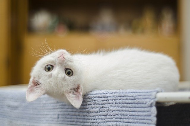 вопросы про кошек С какого возраста стерилизуют кошек? фото