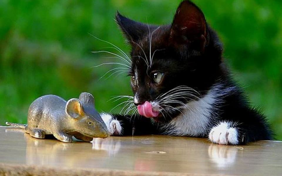 вопросы про кошек Почему нет кошачьего корма с вкусом мыши? фото