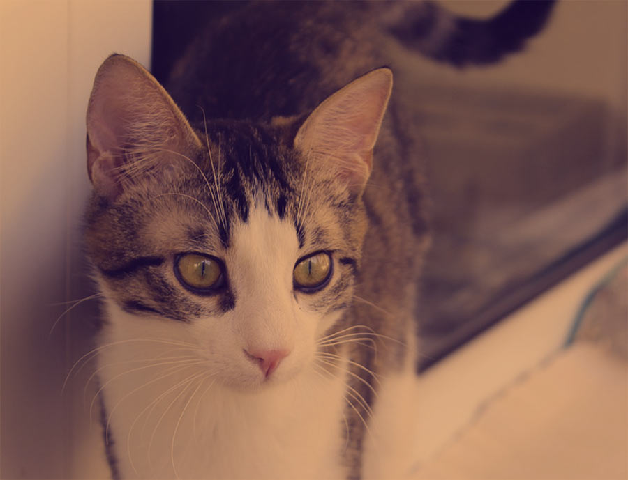 вопросы про кошек Какие есть безопасные способы почистить уши коту? фото