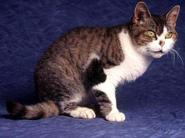 Американская жесткошерстная кошка (American Wirehair) - порода кошек выведенная в США в 1996.