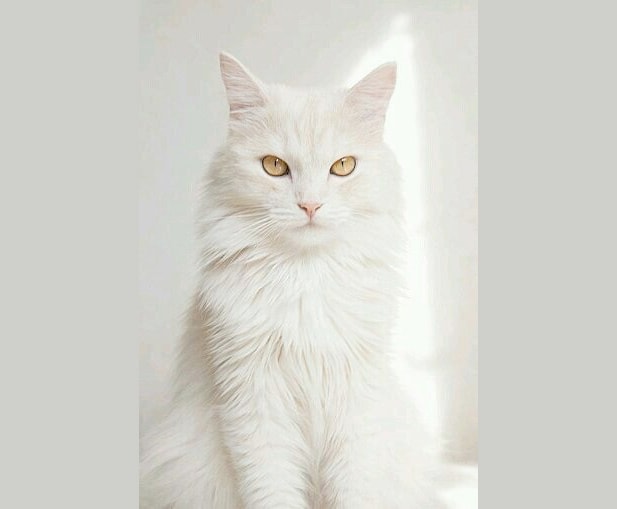 Фото ангорская кошка