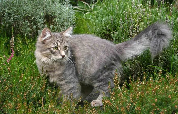 Фото сибирской кошки