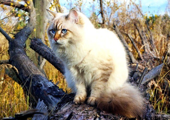 Фото сибирской кошки