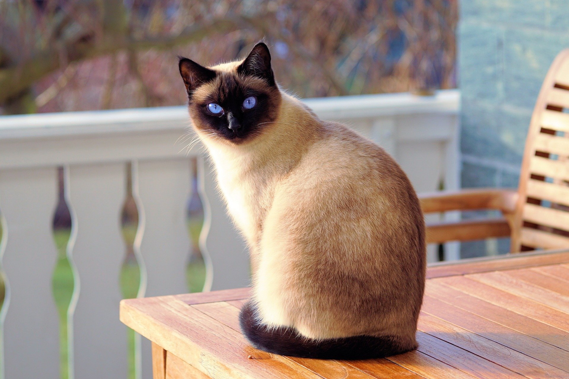 Фото сиамской кошки