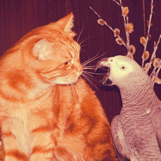 Сказка про кошку Кот и Попугай фото
