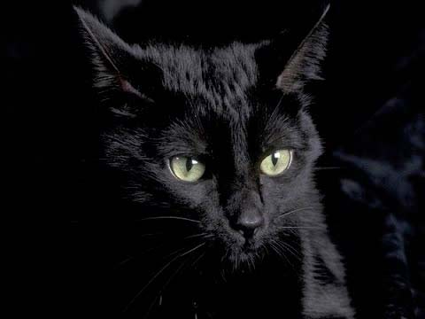 Стих про кошку Я - настоящая черная кошка фото