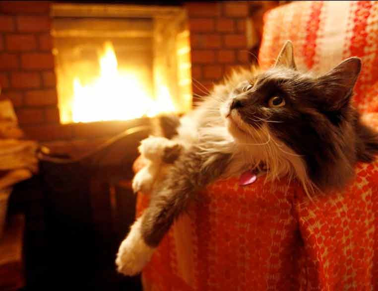 Стих про кошку Кошка чудесно поет у огня фото