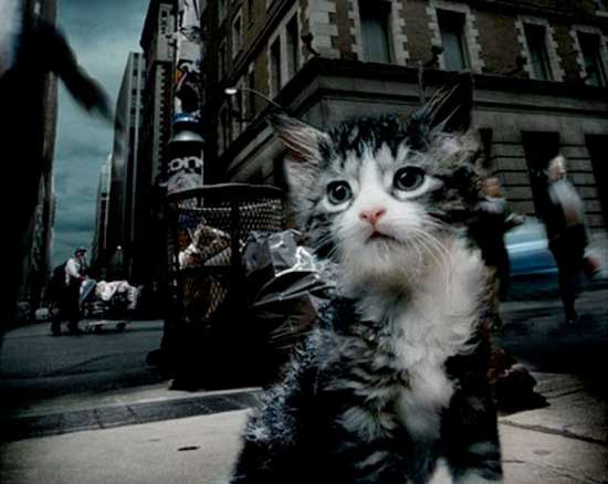 Стих про кошку Исповедь бездомной кошки фото