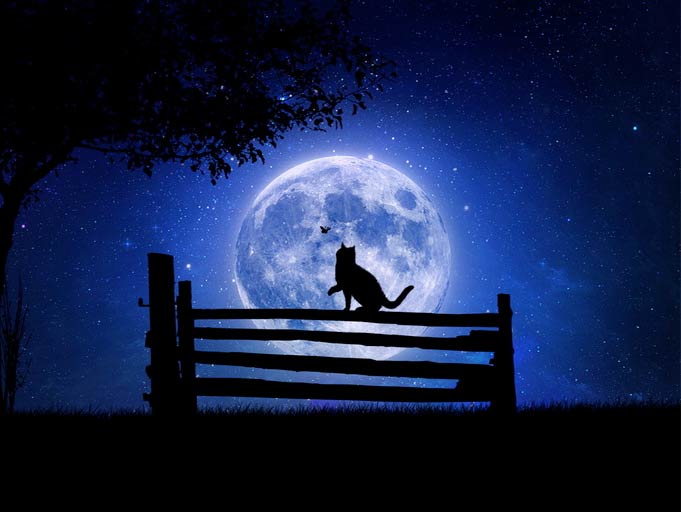 Стих про кошку Коты. Лунная сказка фото