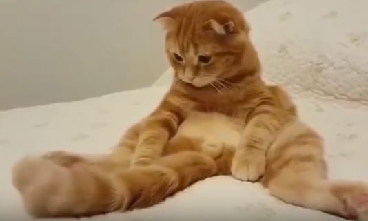 Клубы кошек ТОП 5 лучшие видео про кота фото