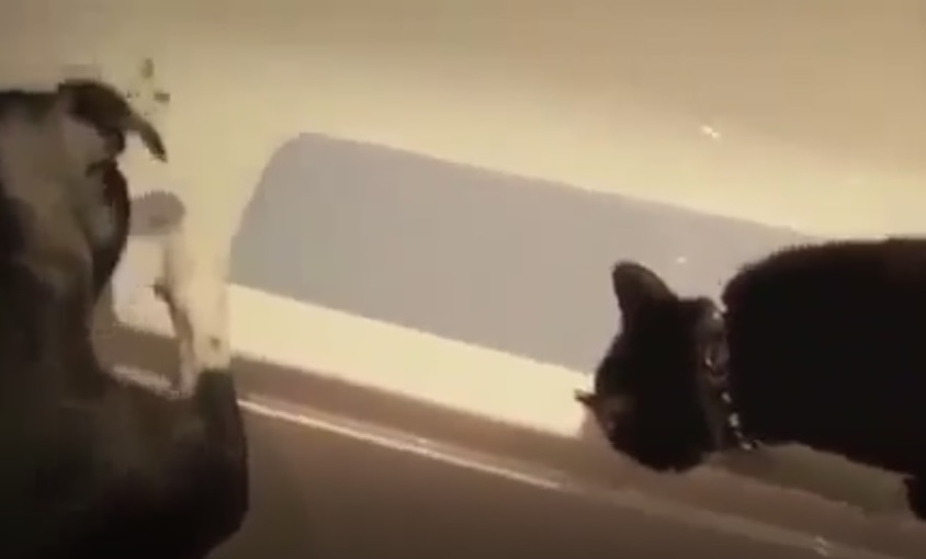 ветклиника кошек в москве Кот и пес мечтают о море фото