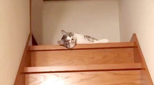 ветклиника кошек в москве Ленивый кот фото