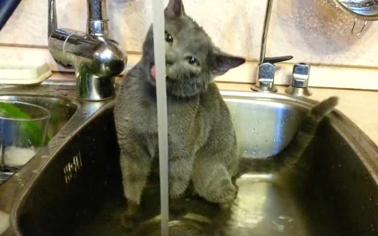 Кошка купается в раковине на кухне
