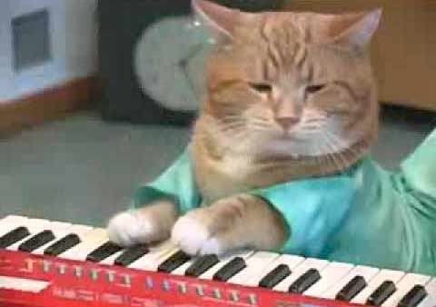 Кошка-музыкант играет на пианино фото