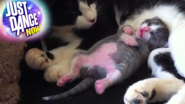Клубы кошек Милый котенок танцует во сне фото