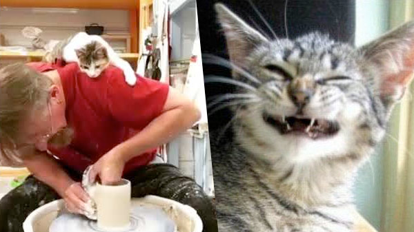 вопросы про кошек Когда вы с котом не разлей вода фото