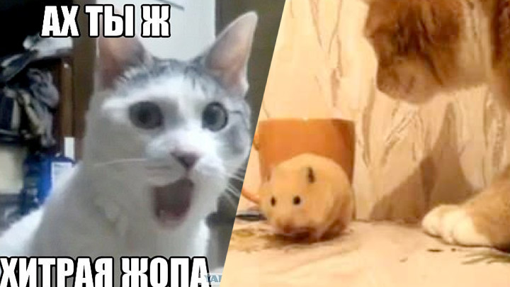 ветклиника кошек в москве Кот остается в диком недоумении, что вообще произошло фото