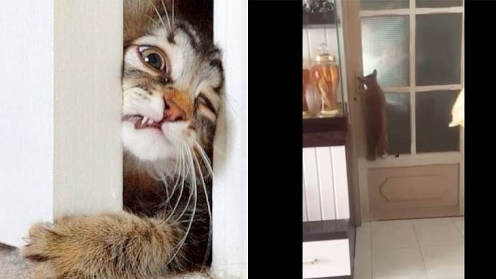 вопросы про кошек Во Вьетнаме кот научился открывать запертые двери фото