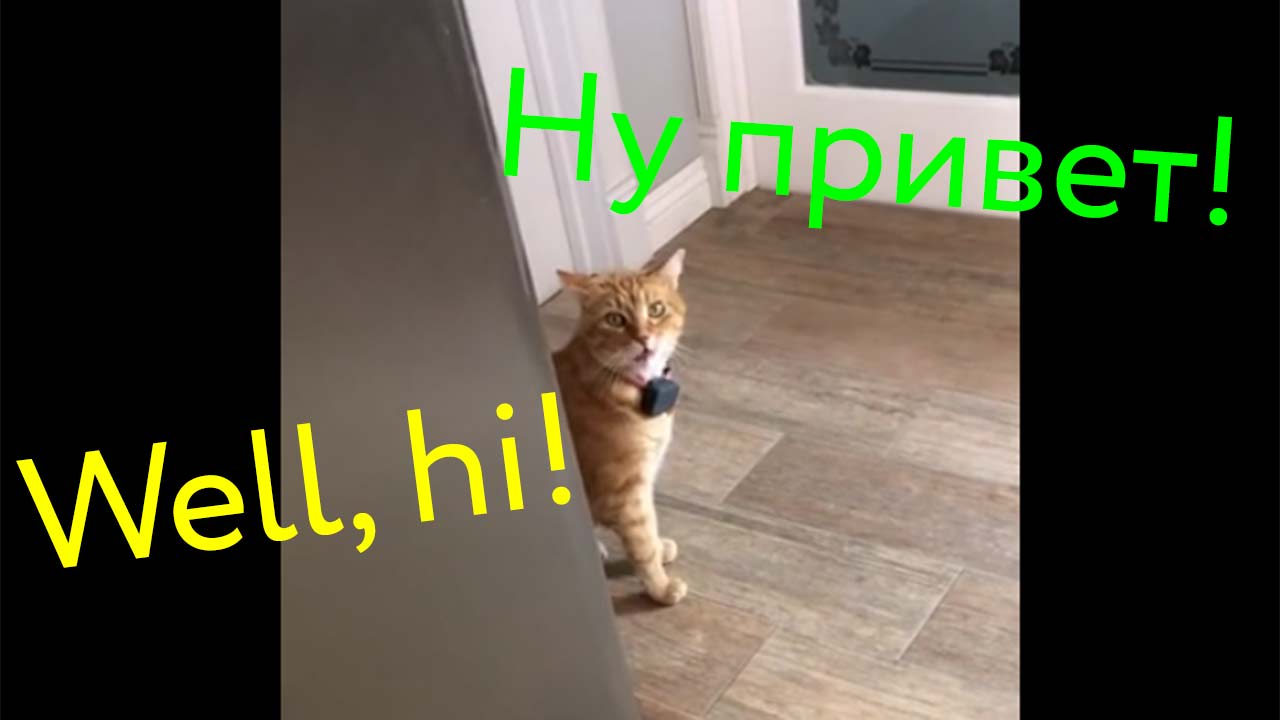 Клубы кошек Здоровающийся по-человечьи кот попал на видео фото