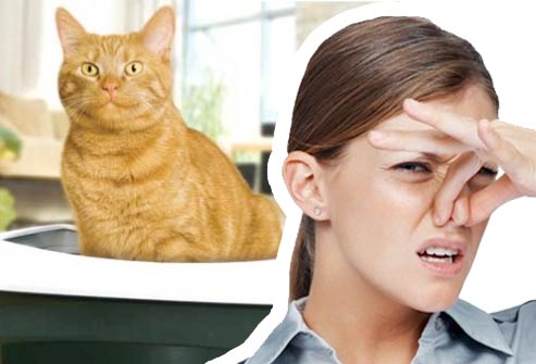 Как избавиться от запаха кошачьей мочи