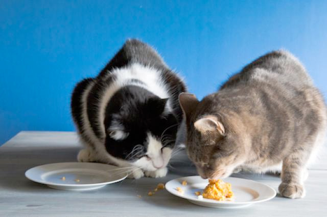 Кормление кошек натуральной пищей
